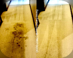 near me carpet cleaning before and after job picture from daves carpet cleaning in rochester hills, mi