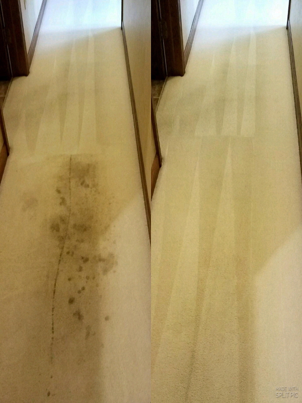 Carpet Care Services near you by Daves Carpet Cleaning includes Spotting for tuff stains.